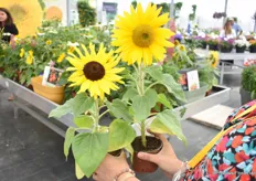 Two of the Suntastic assortment. Currently, there are three colors in the assortment, with black center, with yellow clear center and bicolour red and yellow. They are flexible can be grown in pot or soil, compact. It is one of their best sellers in their flower range and they sell it worldwide. The black Center even won an AAS award.